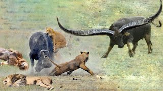 12 Scariest Moments Wild Animals Attack Its Prey