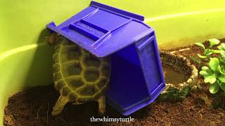 Ninja Tortoise Training:  DIY Treadmill