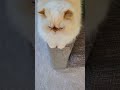 Beautiful Himalayan Persian Cat