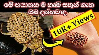 ලෝකයේ භයානක ම කෘමි සතුන්  - The most dangerous insect in the world