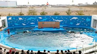 仙台うみの杜水族館　イルカアシカのパフォーマンス　201224 13:00〜