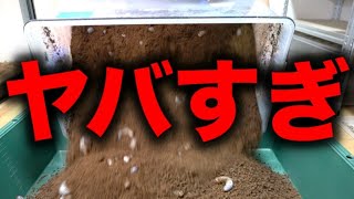 【閲覧注意】350Lケースに1匹のカブトムシを入れて数ヶ月放置した結果