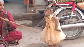 Naughty Monkey dance Street Performance new one Part 4/ Bandar Tamasha // Bandar Bandriya ke khel