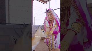 #bishnoi_video #bishnoigirl #bishnoicommunity #bishnoi #bishnoizm #bishnoiculture #बिश्नोई #vishnoi