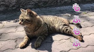 公園で猫たちに取り囲まれてキジトラ猫がお腹モフれと見せてきた【猫の宿】