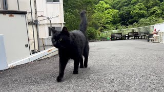 坂道で追いかけてくる黒ねこちゃん　No.６２６　２０２４年　４月３０日　１７：００　のくろねこちゃん　black cat