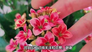 为什么长寿花枝条软细