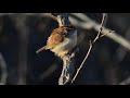 carolina wren singing u0026 call sounds