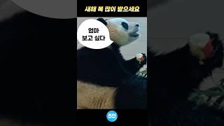 푸바오 새해 특식 먹어요 여러분도 새해 복 많이 받으세요