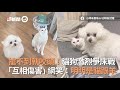 哈士奇暴衝遭撞翻2圈！奇蹟無傷　還跑去看車子凹洞...飼主慘賠｜寵物｜狗｜二哈｜車禍｜台中｜精選影片