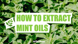 One Easy Way to Extract Mint Oils 🤯 #shorts