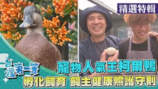 台灣第一等【寵物人氣王 貴族柯爾鴨飼養守則／ 出租小雞+全套孵蛋計畫 自己要吃的雞蛋自己孵】 _精選特輯