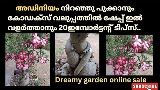 Adinium valiya codex niraye puukkal 20 important tips ❤️dreamy garden.. 9446276477