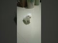 Lagi Belajar berjalan😁😁             #catvideos #cat #cute #anakkucing #kitten #cutecat #fypシ゚viral