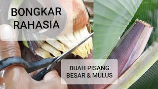 Cara Merawat Jantung Pisang Supaya Buah Besar dan Mulus