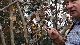 Hamamelis japonica, \