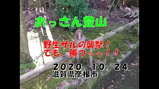 野生のサルに襲撃される