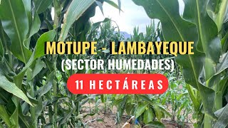 🟢Terreno AGRICOLA/11 ha en Lambayeque[MOTUPE]/S/250 mil