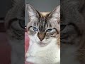 いい女 🖤 kitty cat catvideos 美猫 シャムトラ ねこ