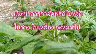 หมดปัญหาพริกใบหงิกใบด่าง