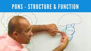 Pons | Structure and Function | Neuroanatomy