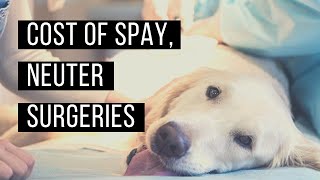 What's behind the cost of spay, neuter surgery