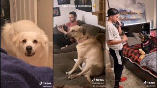 Dogs actually understand what you're saying