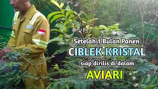 Satu Bulan Setelah DiPANEN, CIKRIS MUDA Siap DiRILIS di AVIARI