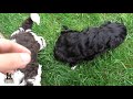 What Makes The Portuguese Water Dog Such a Great Breed