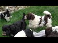 What Makes The Portuguese Water Dog Such a Great Breed