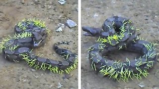 15 Times Animals Messed With The Wrong Opponent