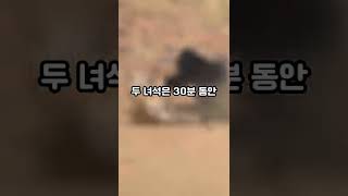 호랑이vs곰이 붙으면 누가 이길까? #shorts