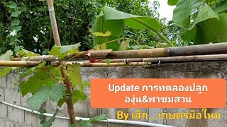 The smart planter : Update การทดลองปลูกองุ่น#4 &พาชมสวน By เล็ก...เกษตรมือใหม่