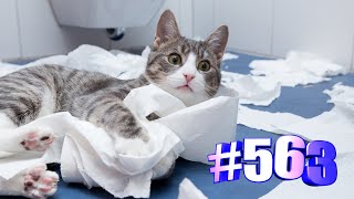 Минутка юмора с котейками👍🤣🐱 #shorts