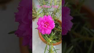 New Pink Flower || Happy Sawan to All