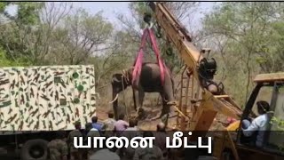 #Elephant கிரேன் மூலம் மீட்கப்பட்ட யானை | Elephant Rescue