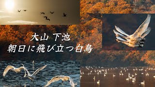 【日出と白鳥の飛びたち】大山 下池 2023/11/22 山形県鶴岡市