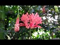 ornamental bloom spider hibiscus