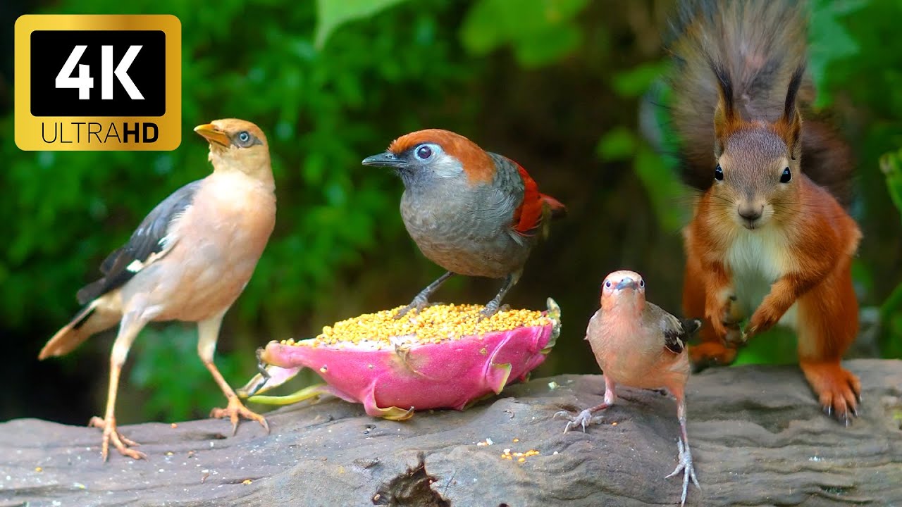 Cat Tv For Cats To Watch Eye Catching Birds And Red Squirrels