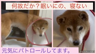 部屋の中にいると、傷口をなめてしまうので、エリザベスカラーをつけてもらいました。