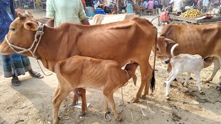 আজ ২৪ ডিসেম্বর ২৪ | কমদামের মধ্যে মাত্র ৫৫ হাজার থেকে বাছুরসহ গাভী গরুর দাম জানুন | খোচাবাড়ী হাাট