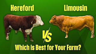 Hereford vs. Limousin | Which Cattle Breed Makes More Money?