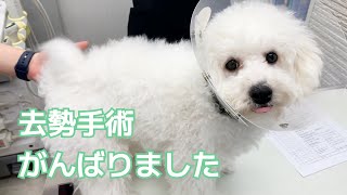 去勢手術当日、つらそうですが頑張りました | ビションフリーゼの子犬