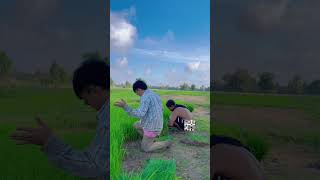 ม่วนหลาย #shorts #shortvideo #คลิปสั้น #หลกกล้า #ถอนกล้า #ทำนา #ชาวนา #เทวันหรรษา #tewanhansa