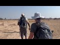 thrilling lion encounter on a walking safari