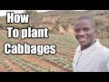 How to plant cabbages step by step