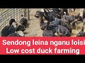 Sendong leina nganu loisi. Low cost duck farming in Manipur. #manipur #duck