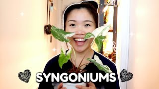 My Syngonium Collection | Easy and Fast Growing Arrowhead Plants