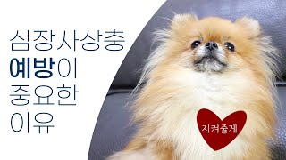 강아지 심장사상충 '예방'이 중요한 이유, 심장사상충은 어떻게 생겼을까?