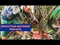 Masyarakat Iban mencari buah kelubi atau buah asam paya